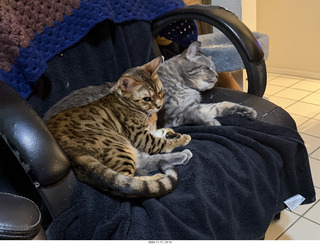 cats Pickle and Potato