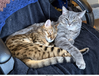 cats Pickle and Potato