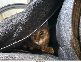 cats Pickle and Potato