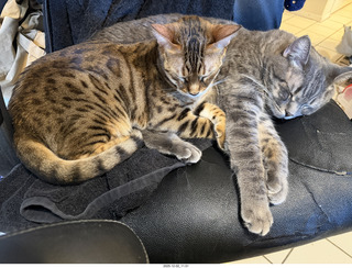 cats Pickle and Potato