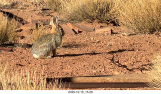 245 a2q. Utah - Happy Canyon airstrip area - rabbit