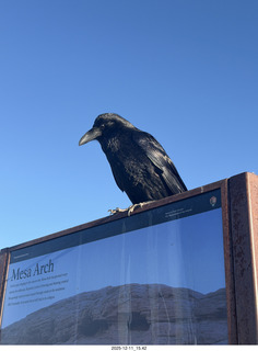 399 a2q. Utah - Canyonlands National Park - Mesa Arch hike - raven