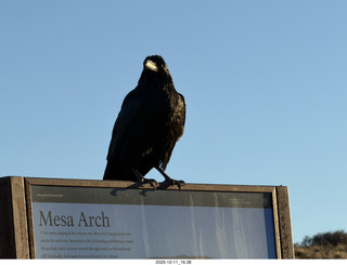 492 a2q. Utah - Canyonlands National Park - Mesa Arch sign - raven