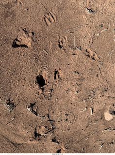 161 a2q. Utah - Mineral Canyon hike - animal footprints
