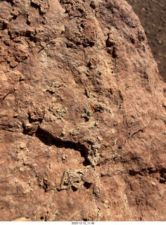 217 a2q. Utah -  Mineral Canyon hike - close-up of orange worm