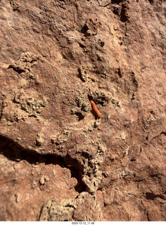 218 a2q. Utah -  Mineral Canyon hike - close-up of orange worm