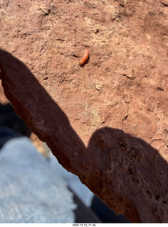 220 a2q. Utah -  Mineral Canyon hike - close-up of orange worm