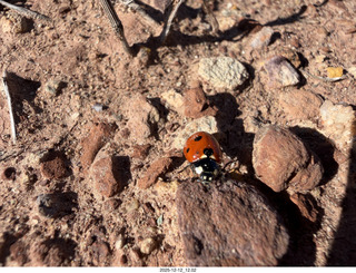 248 a2q. Utah -  Mineral Canyon hike - ladybug close-up