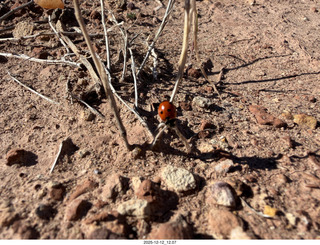 260 a2q. Utah -  Mineral Canyon - ladybug close-up