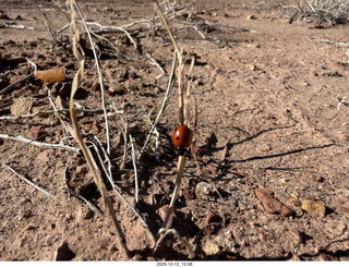 267 a2q. Utah -  Mineral Canyon - ladybug close-up