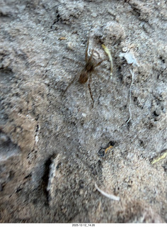 463 a2q. aerial - Utah - canyonlands