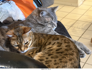 Tyler and Ashley Saenz and cat Pickle on her back