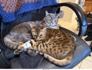 cats Potato and Pickle