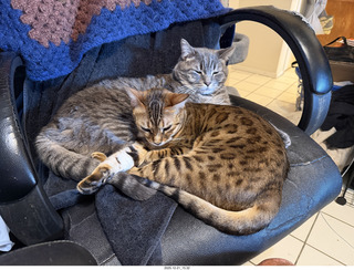 cats Pickle and Potato