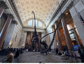 New York City - Manhattan - American Museum of Natural History - dinosaur skeletons