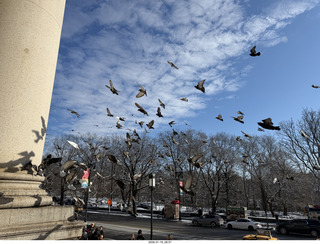 New York City - Manhattan - American Museum of Natural History - pigeons