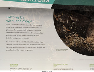 New York City - Manhattan - American Museum of Natural History - bears hibernate