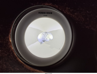 New York City - Manhattan - American Museum of Natural History  - human brain model