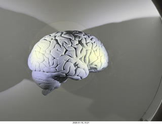 New York City - Manhattan - American Museum of Natural History - human brain model