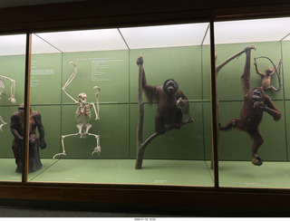 New York City - Manhattan - American Museum of Natural History