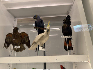 New York City - Manhattan - American Museum of Natural History  - parrots - cockatoo