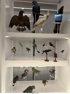 New York City - Manhattan - American Museum of Natural History  - Primates