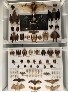 New York City - Manhattan - American Museum of Natural History