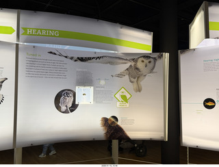 New York City - Manhattan - American Museum of Natural History  - parrots - cockatoo