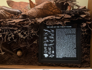 New York City - Manhattan - American Museum of Natural History