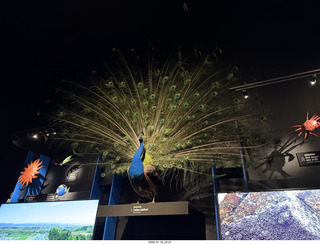 New York City - Manhattan - Carnegie Hall  - Sir Karl Jenkins