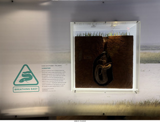 New York City - Manhattan - American Museum of Natural History - lungfish