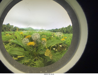 New York City - Manhattan - eyehole on building  of dandilions