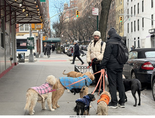 New York City - Manhattan - dogs
