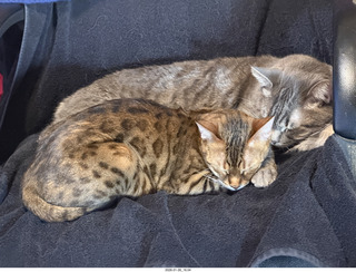 cats Pickle and Potato