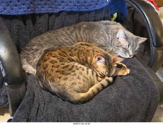 cats Potato and Pickle