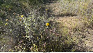 Scottsdale - Granite Mountain Hike - orange flower