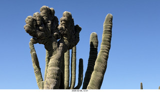 Scottsdale - Granite Mountain Hike - crested saguaro cactus