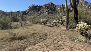 Scottsdale - Granite Mountain Hike - cholla cactus that look like they're glowing