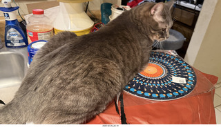 cats Pickle and Potato