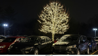 William Penn Inn - lit trees