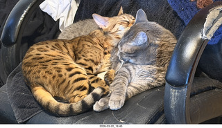 Adam and cat Potato