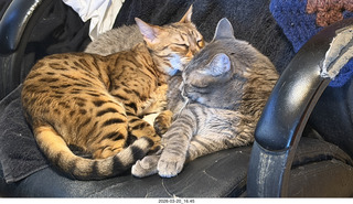 Adam and cat Potato