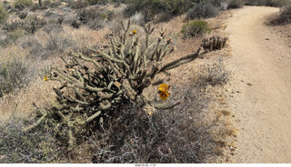 Scottsdale - Granite Mountain hike - flowers