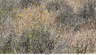 Scottsdale - Granite Mountain hike - flowers