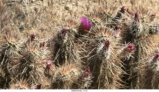 Scottsdale - Granite Mountain hike - flowers