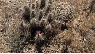 Scottsdale - Granite Mountain hike - flower