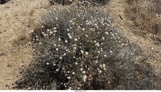 Scottsdale - Granite Mountain hike - flowers