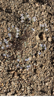 Scottsdale - Granite Mountain hike - flowers