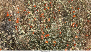 Scottsdale - Granite Mountain hike - flowers