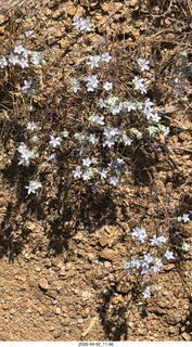 Scottsdale - Granite Mountain hike - flowers